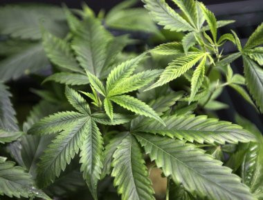 Εντοπίστηκε χασισοφυτεία με 308 δένδρα σε χωριό της Μεσσηνίας (φωτό)